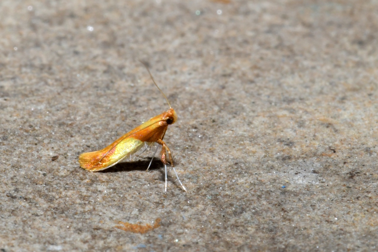 Caloptilia robustella Jäckh, 1972