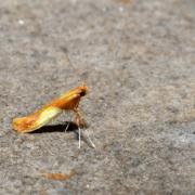 Caloptilia robustella Jäckh, 1972