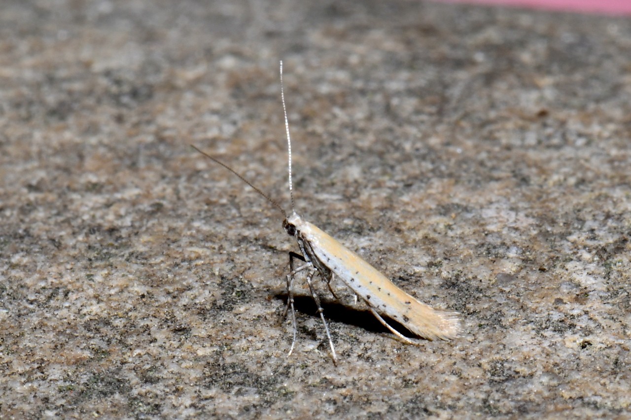 Aspilapteryx tringipennella (Zeller, 1839)