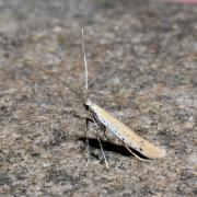 Aspilapteryx tringipennella (Zeller, 1839)