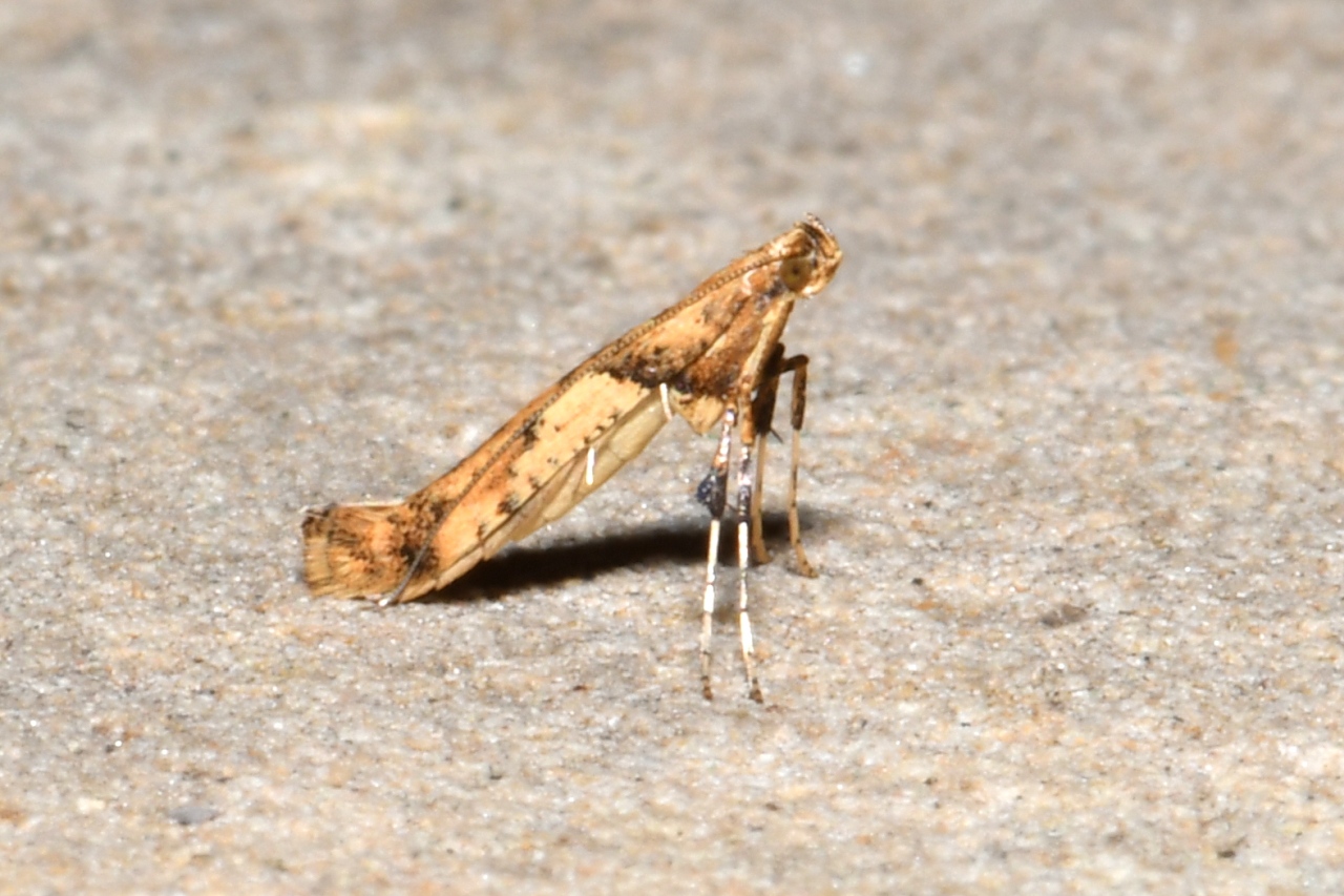 Caloptilia honoratella (Rebel, 1914)