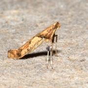 Caloptilia honoratella (Rebel, 1914)