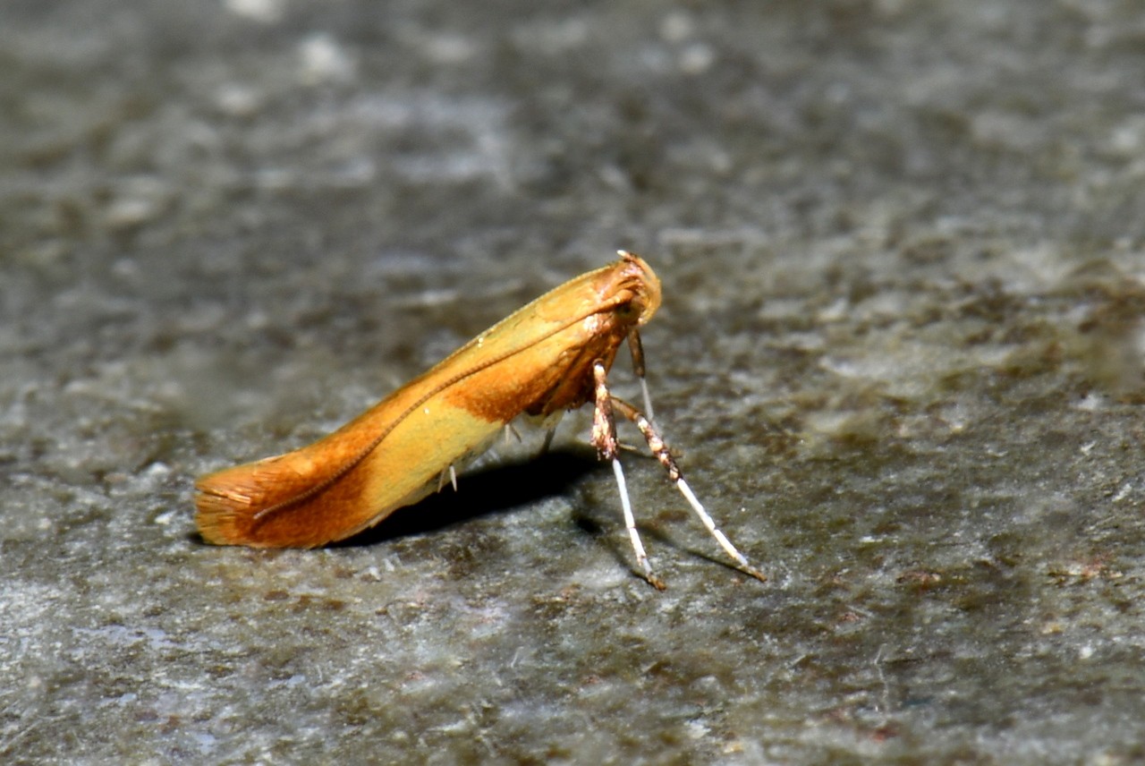 Caloptilia robustella Jäckh, 1972