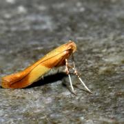 Caloptilia robustella Jäckh, 1972