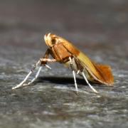 Caloptilia robustella Jäckh, 1972 