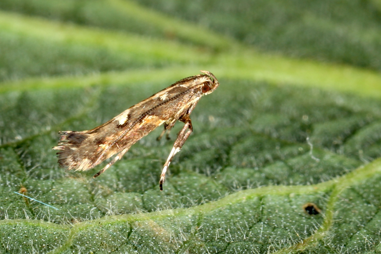 Calybites phasianipennella (Hübner, 1813)