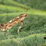 Calybites phasianipennella (Hübner, 1813)