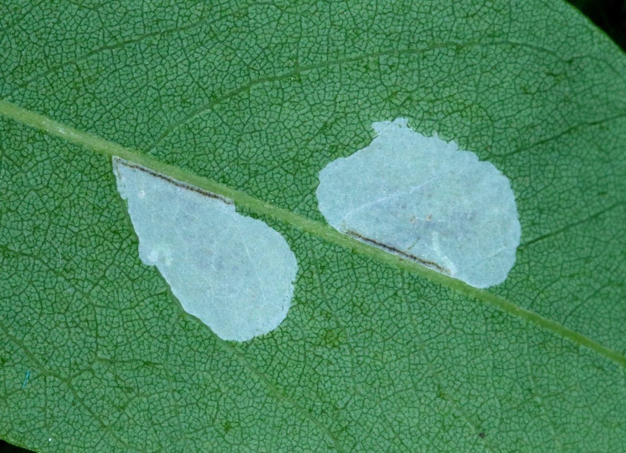 Macrosaccus robiniella (Clemens, 1860) - Mineuse du Robinier (mines)