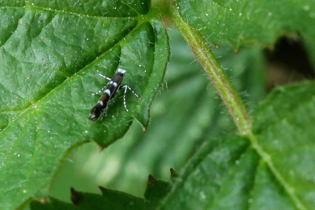 Parectopa robiniella Clemens, 1863