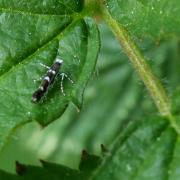 Parectopa robiniella Clemens, 1863