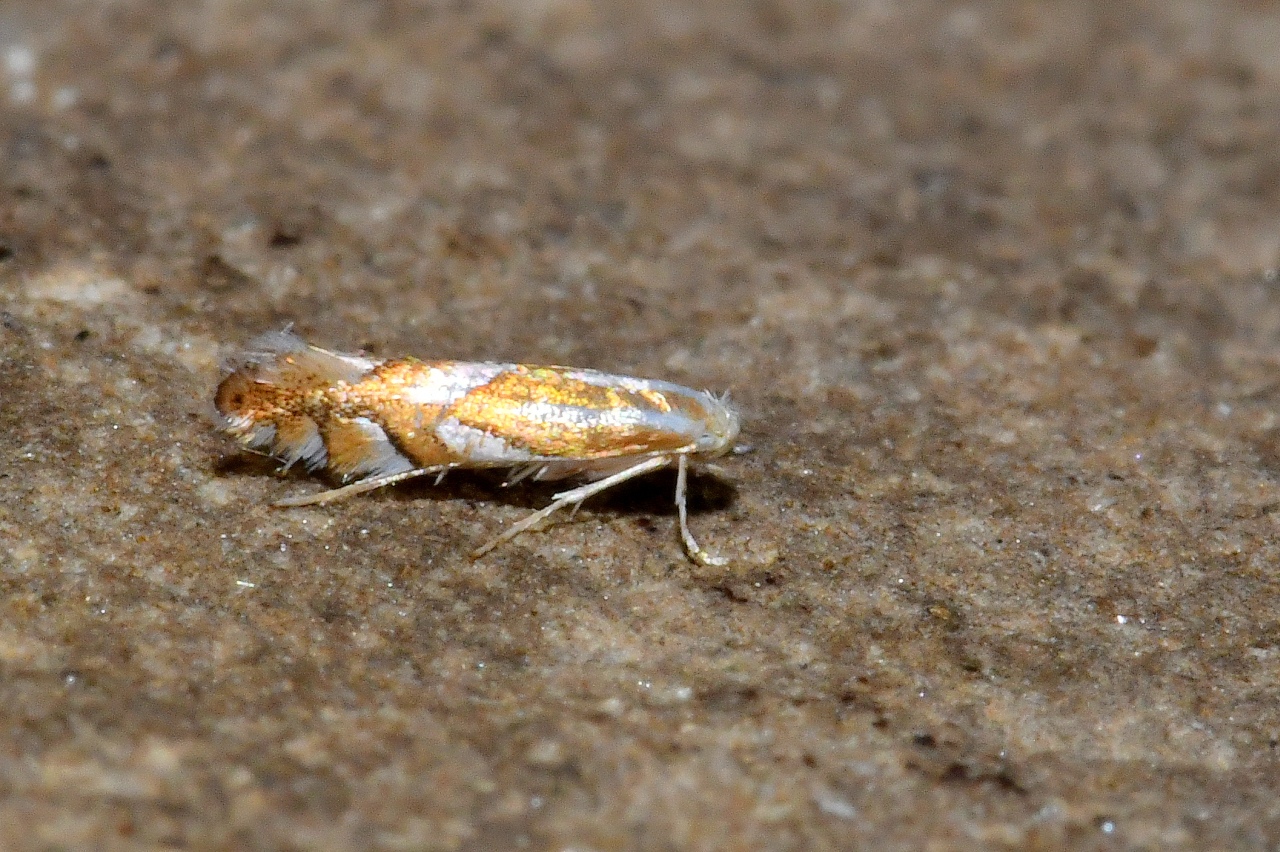 Phyllonorycter distentella (Zeller, 1846)