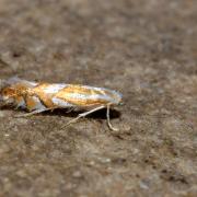 Phyllonorycter distentella (Zeller, 1846)