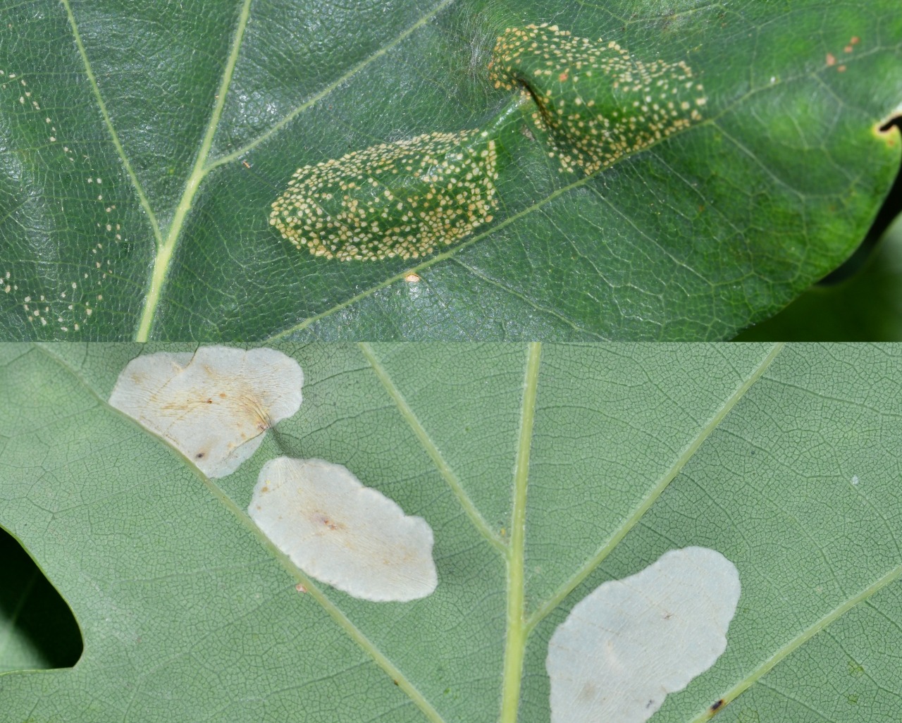 Phyllonorycter cf roboris (mines)