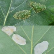 Phyllonorycter cf roboris (mines)