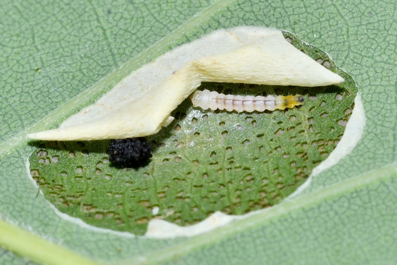 Phyllonorycter cf roboris (chenille)