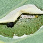 Phyllonorycter cf roboris (chenille)