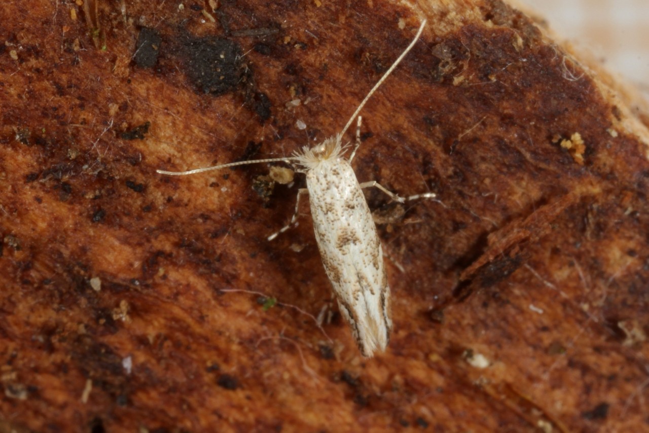 Phyllonorycter comparella / sagitella 