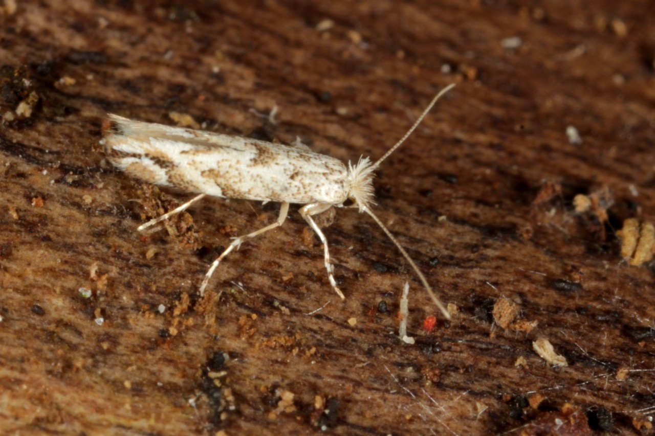 Phyllonorycter comparella / sagitella 