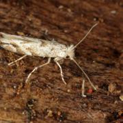 Phyllonorycter comparella / sagitella 