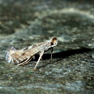 Parornix sp
