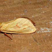 Hepialus humuli (Linnaeus, 1758) - Hépiale du Houblon (ponte)