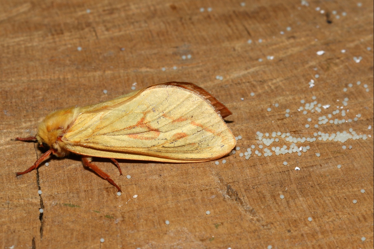 Hepialus humuli (Linnaeus, 1758) - Hépiale du Houblon (ponte)