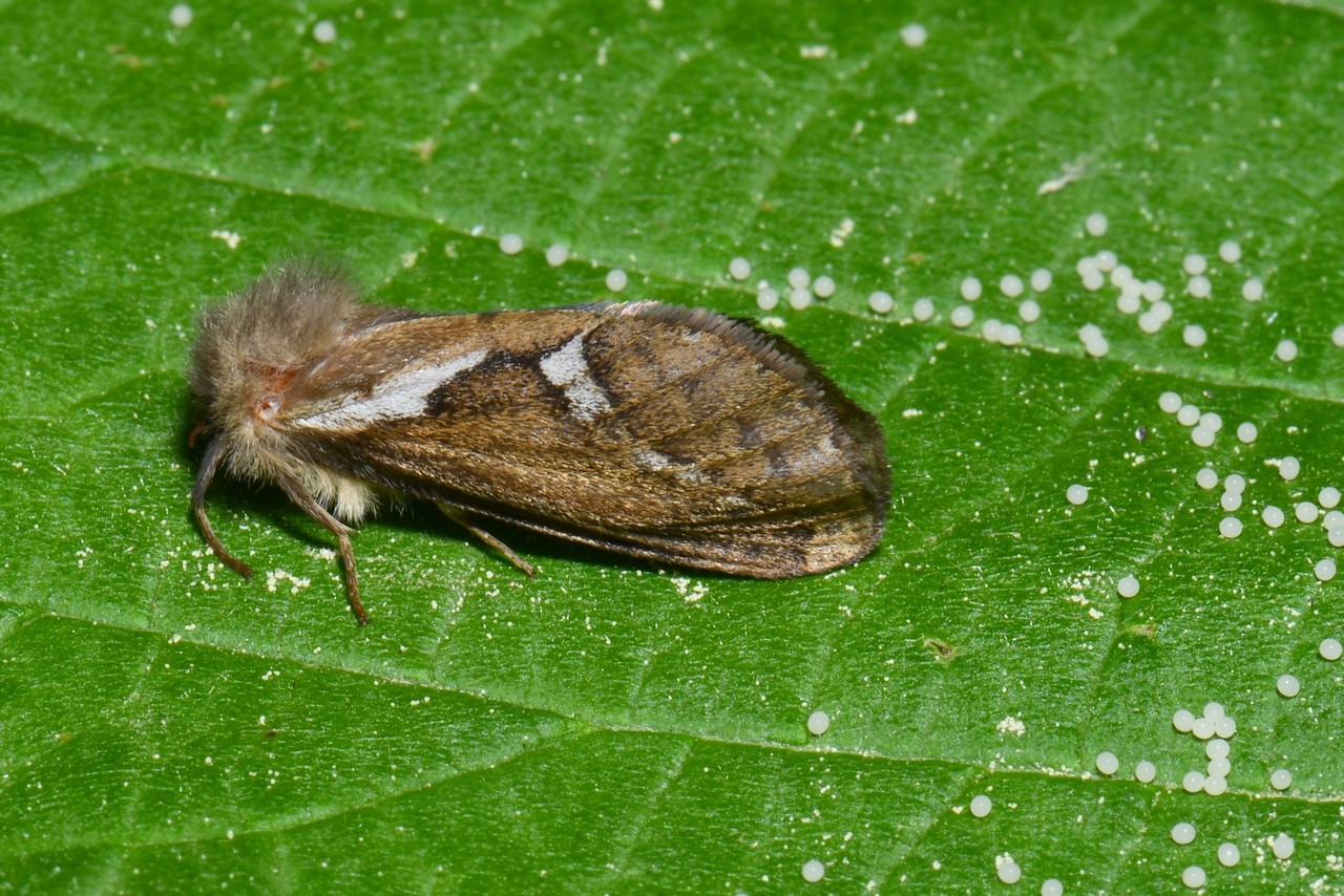 Korscheltellus lupulinus (Linnaeus, 1758) - Louvette (femelle et ponte)