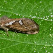 Korscheltellus lupulinus (Linnaeus, 1758) - Louvette (femelle et ponte)