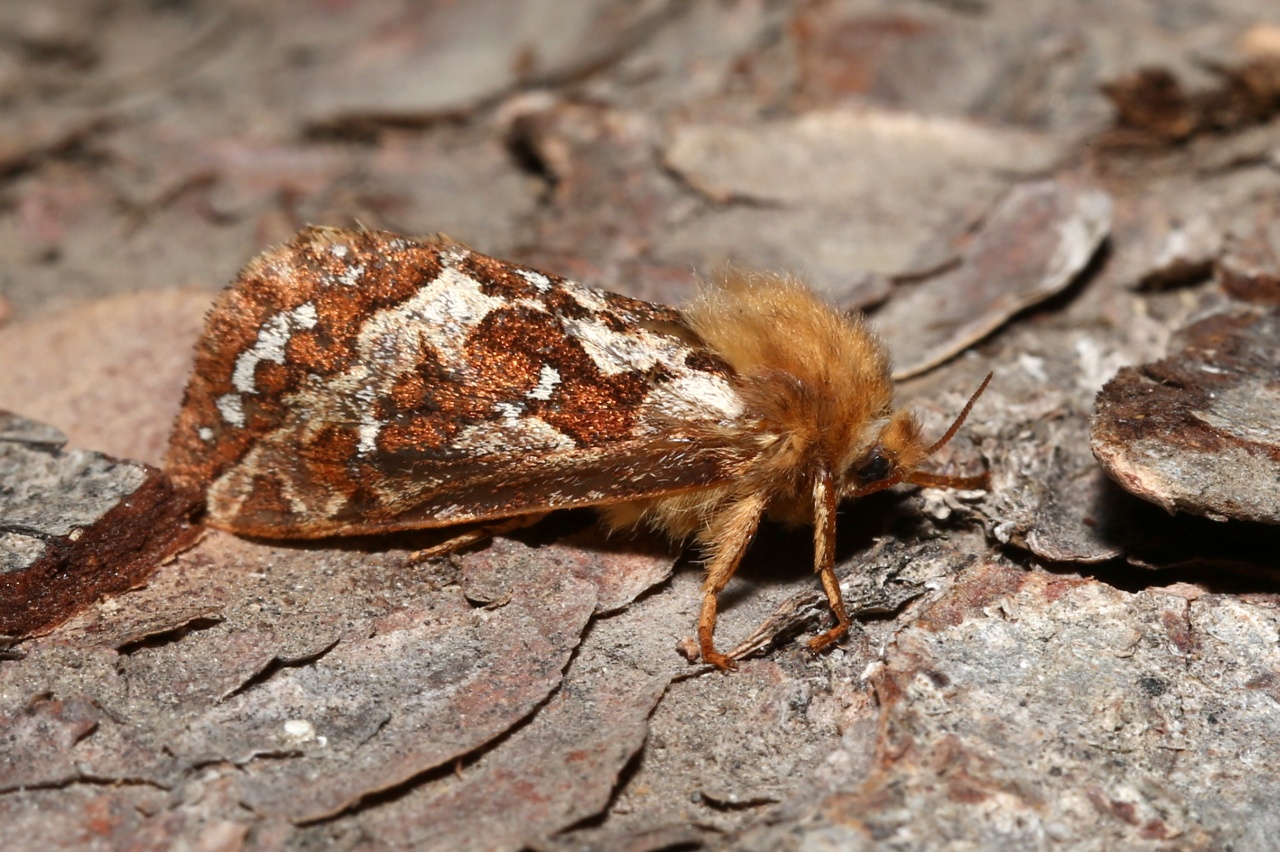 Korscheltellus fusconebulosus (De Geer, 1778) - Marbrure nébuleuse, Hépiale véléda