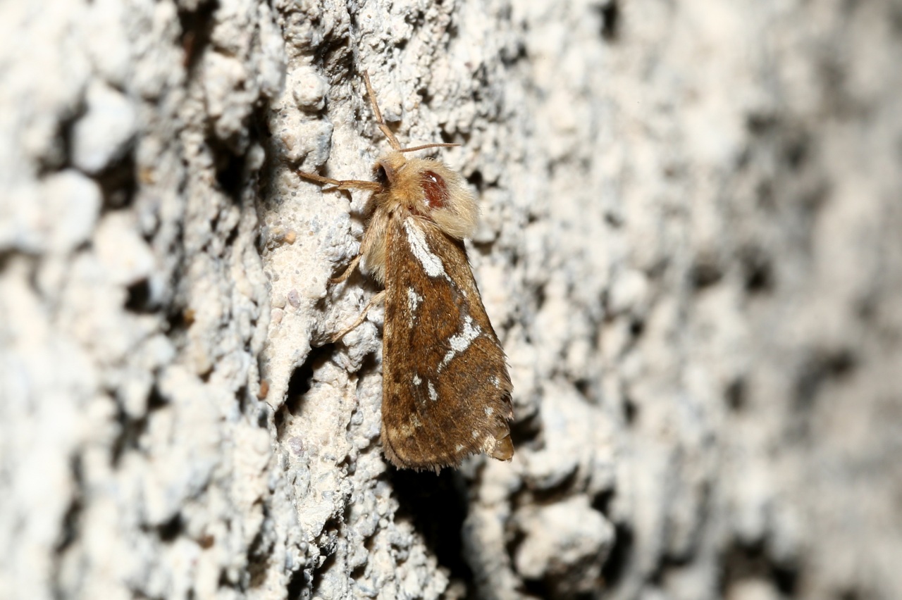 Korscheltellus lupulinus (Linnaeus, 1758) - Louvette