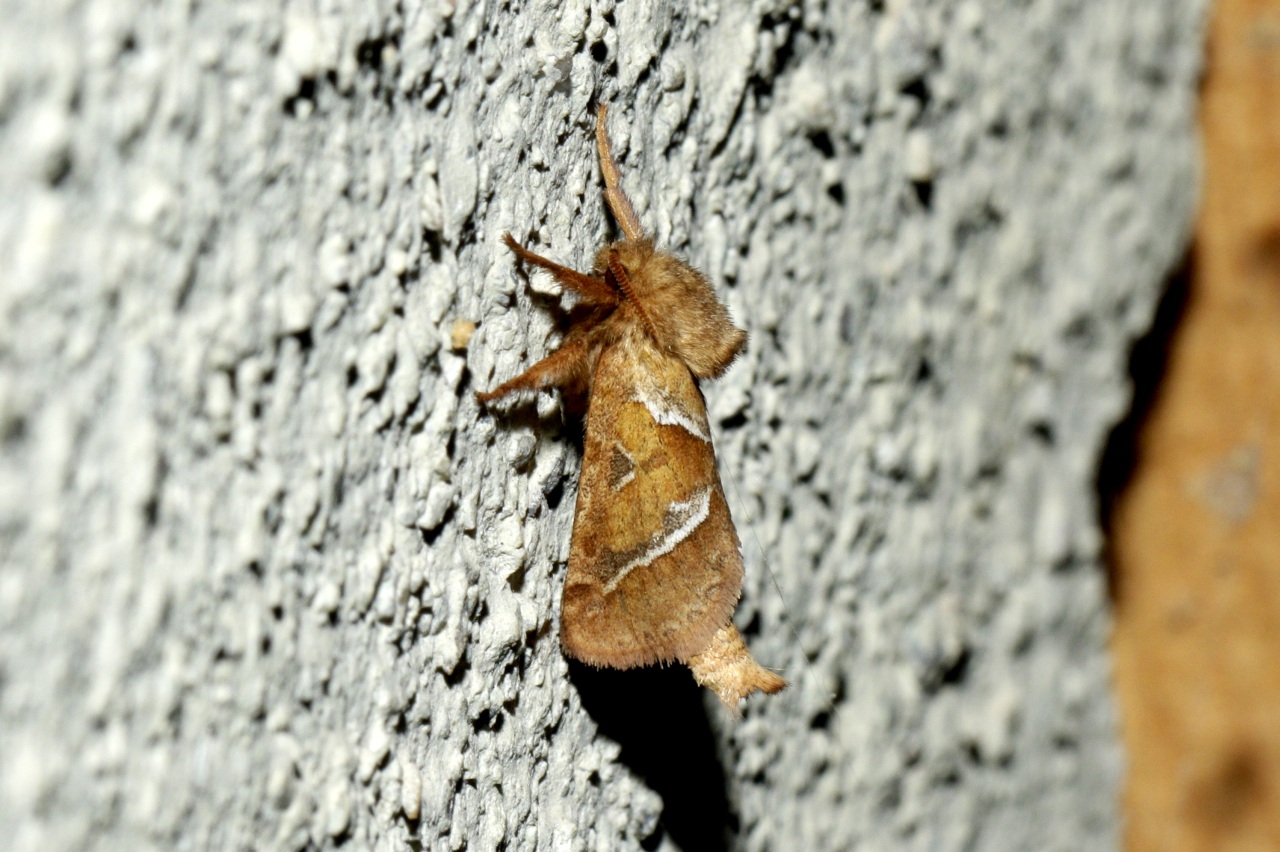 Triodia sylvina (Linnaeus, 1760) - Sylvine