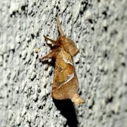 Triodia sylvina (Linnaeus, 1760) - Sylvine