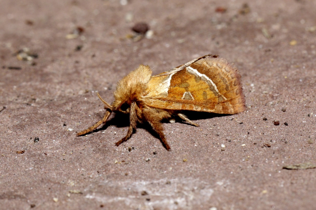 Triodia sylvina (Linnaeus, 1760) - Sylvine 