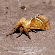 Triodia sylvina (Linnaeus, 1760) - Sylvine 