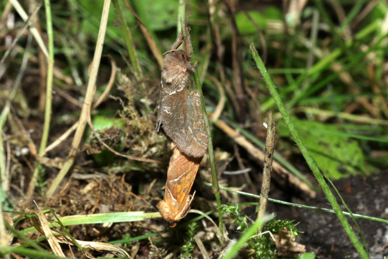 Triodia sylvina (Linnaeus, 1760) - Sylvine (accouplement)