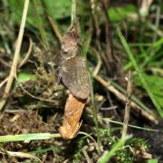 Triodia sylvina (Linnaeus, 1760) - Sylvine (accouplement)