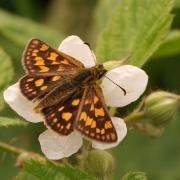 Carterocephalus palaemon (Pallas, 1771) - Hespérie du Brome, Échiquier