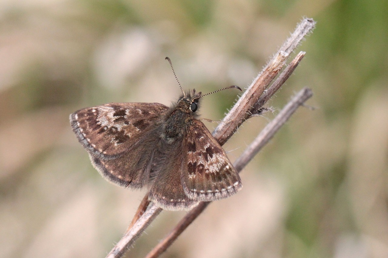 Erynnis tages (Linnaeus, 1758) - Point de Hongrie