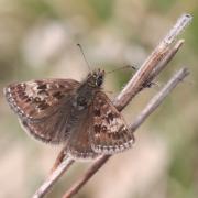 Erynnis tages (Linnaeus, 1758) - Point de Hongrie