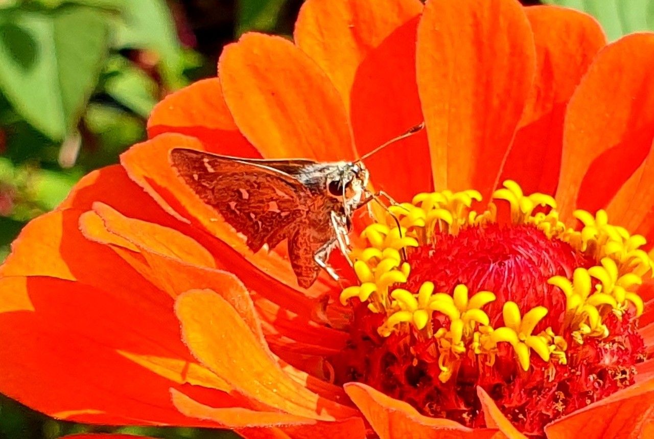 Hesperia comma (Linnaeus, 1758) - Virgule, Comma