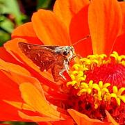 Hesperia comma (Linnaeus, 1758) - Virgule, Comma