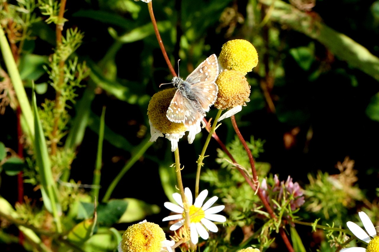 Pyrgus alveus/armoricanus 