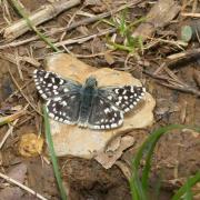 Pyrgus malvae (Linnaeus, 1758) - Hespérie de la Mauve, du Chardon