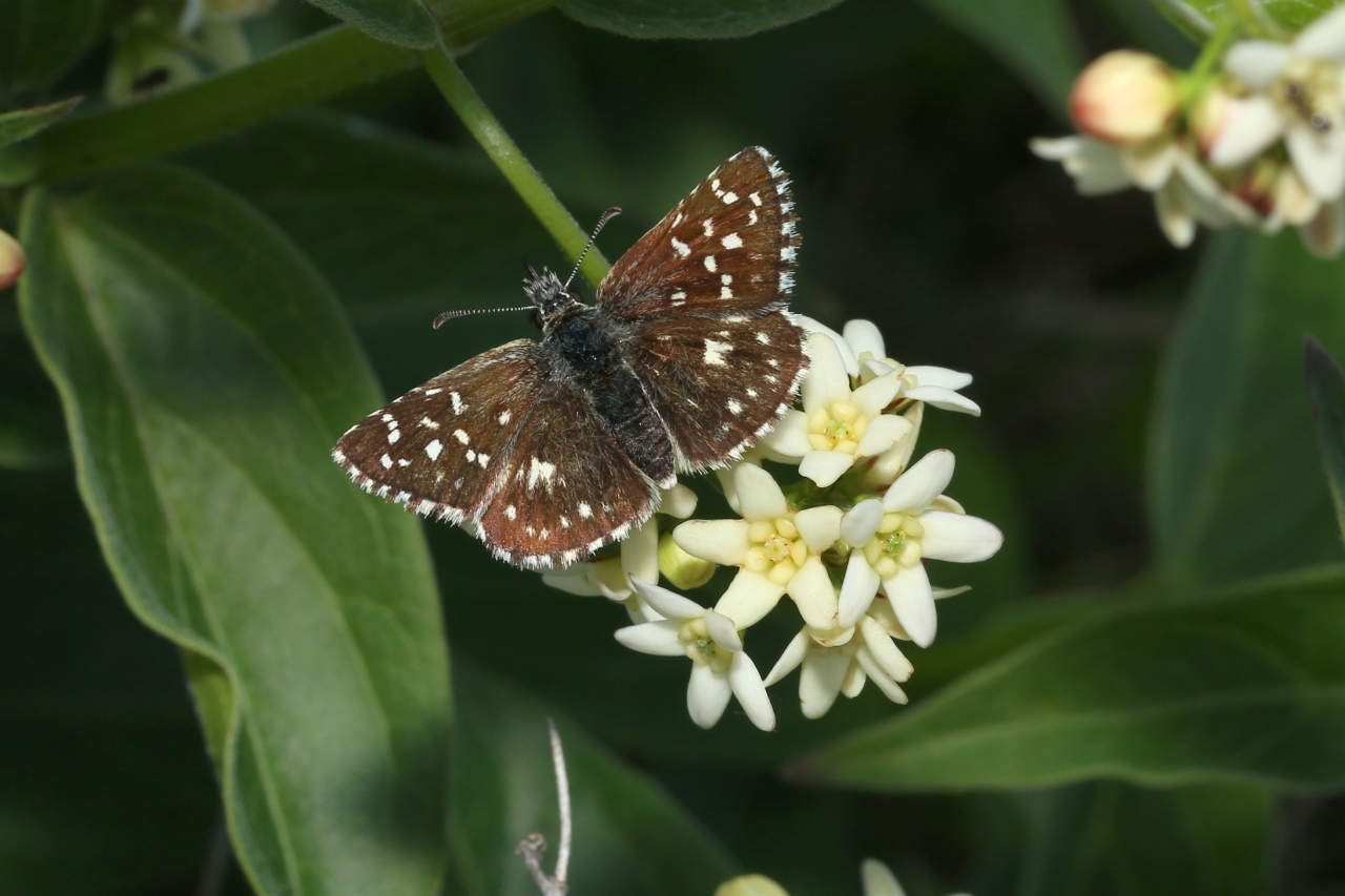 Pyrgus malvae (Linnaeus, 1758) - Hespérie de la Mauve, du Chardon