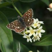 Pyrgus malvae (Linnaeus, 1758) - Hespérie de la Mauve, du Chardon