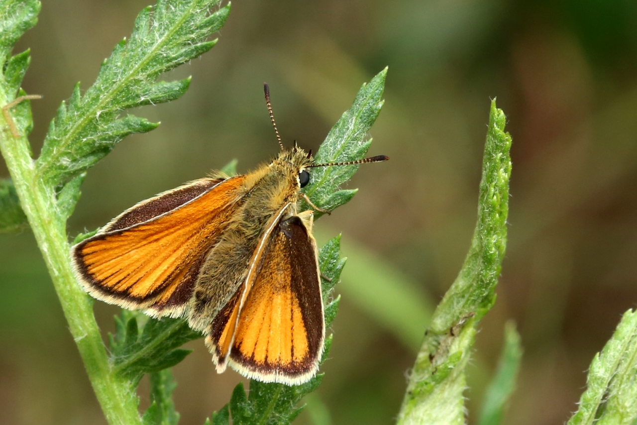 Thymelicus lineola (Ochsenheimer, 1808) - Hespérie du Dactyle