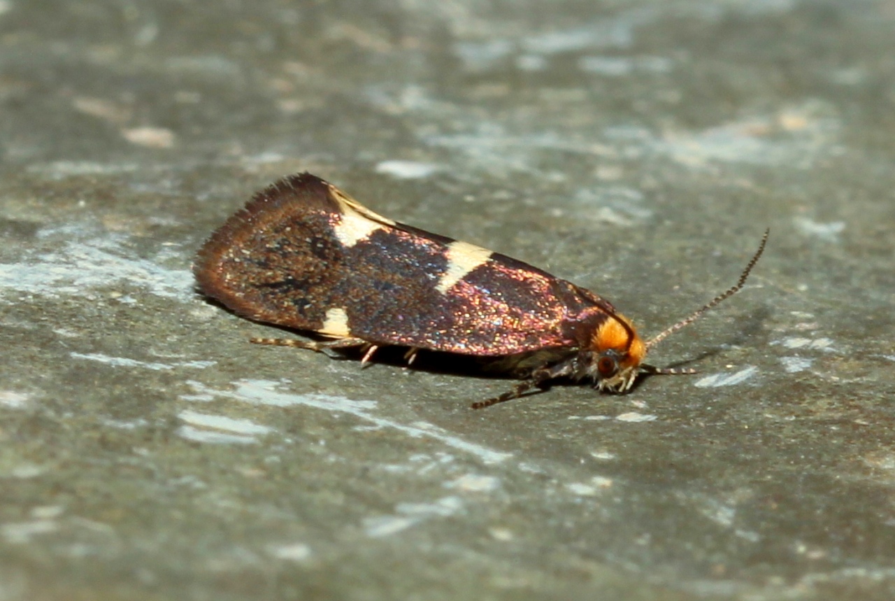 Incurvaria masculella (Denis & Schiffermüller, 1775) - Incurvie courageuse (femelle)