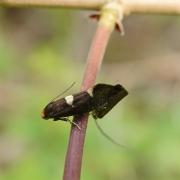 Incurvaria masculella (Denis & Schiffermüller, 1775) - Incurvie courageuse (accouplement)