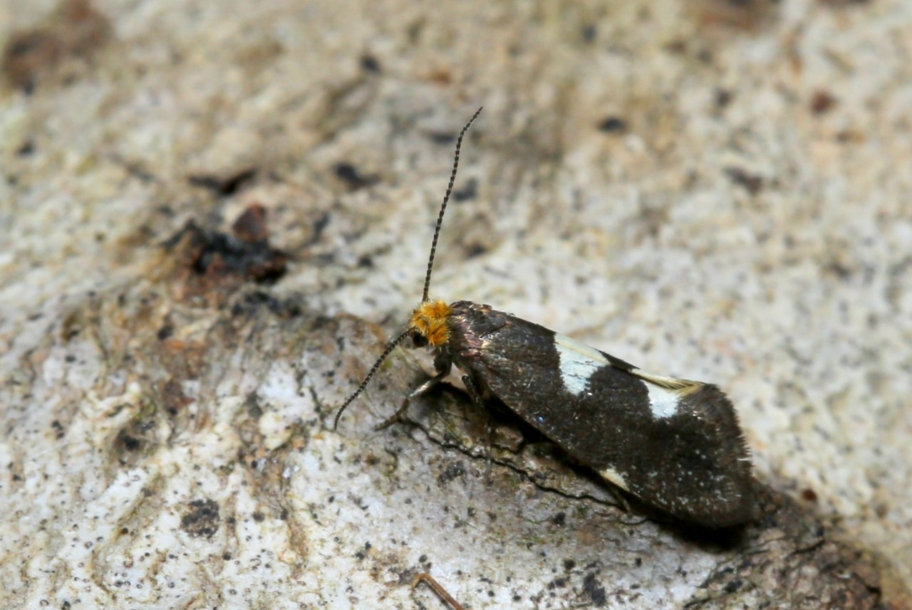 Incurvaria masculella (Denis & Schiffermüller, 1775) - Incurvie courageuse (femelle)