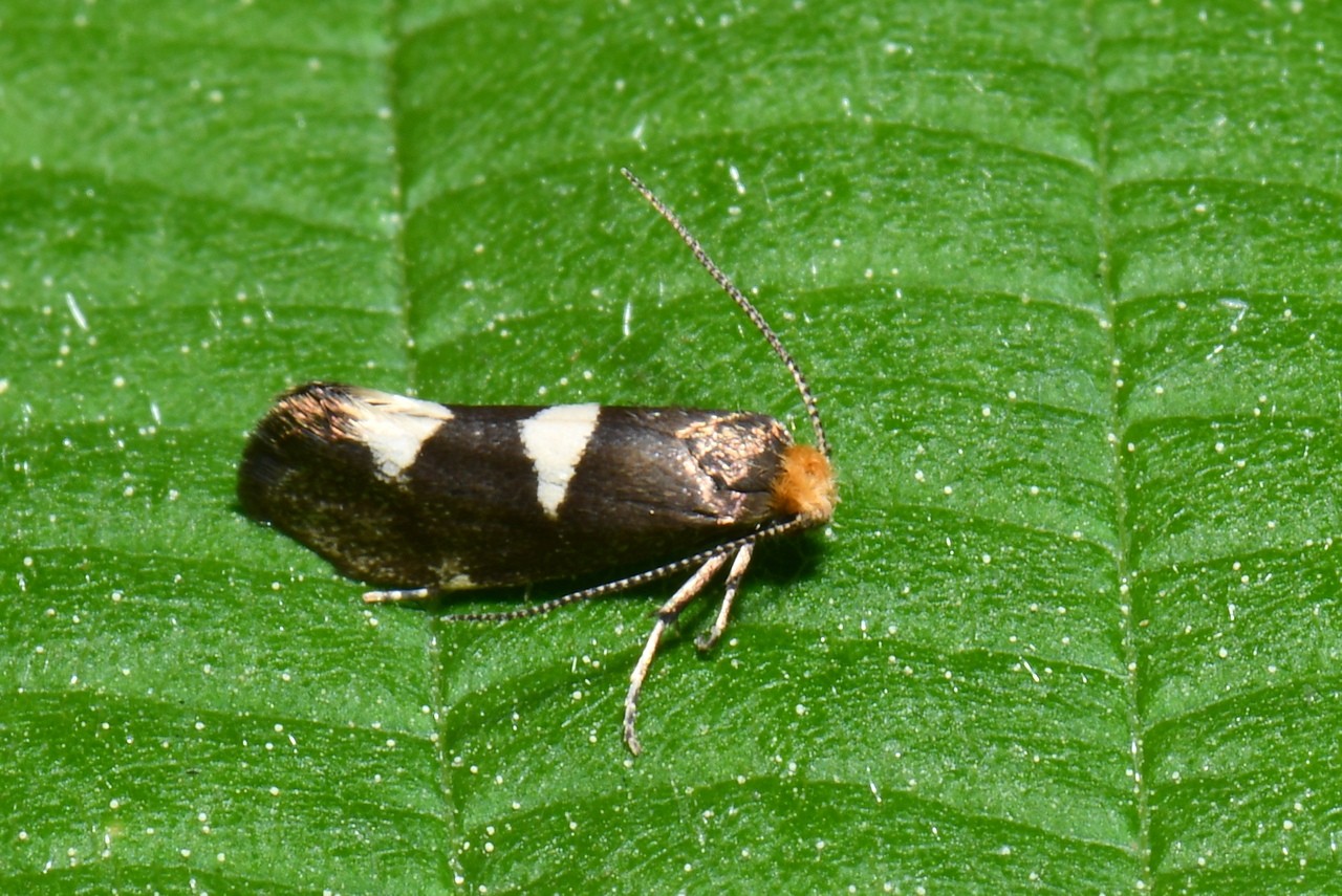 Incurvaria masculella (Denis & Schiffermüller, 1775) - Incurvie courageuse (femelle)